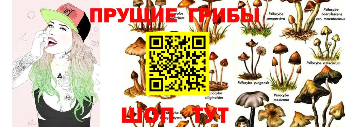Зима  Галлюциногенные грибы ЛСД  Вход с VPN  Галлюциногенные грибы Psilocybe 